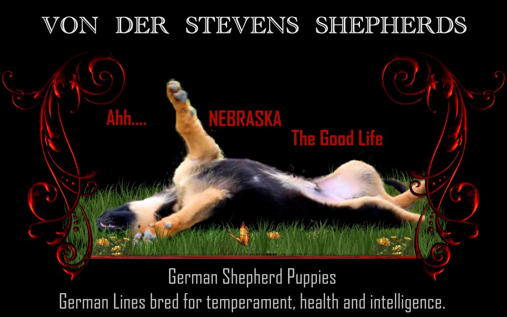 Nebraska German Shepherds