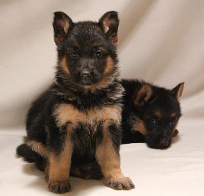 Nebraska German Shepherds